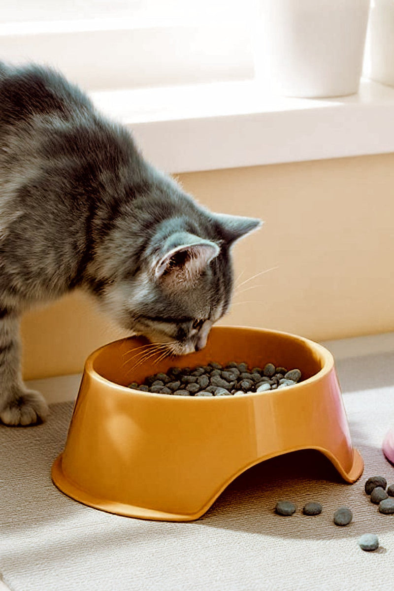 Cat Food & Treats
