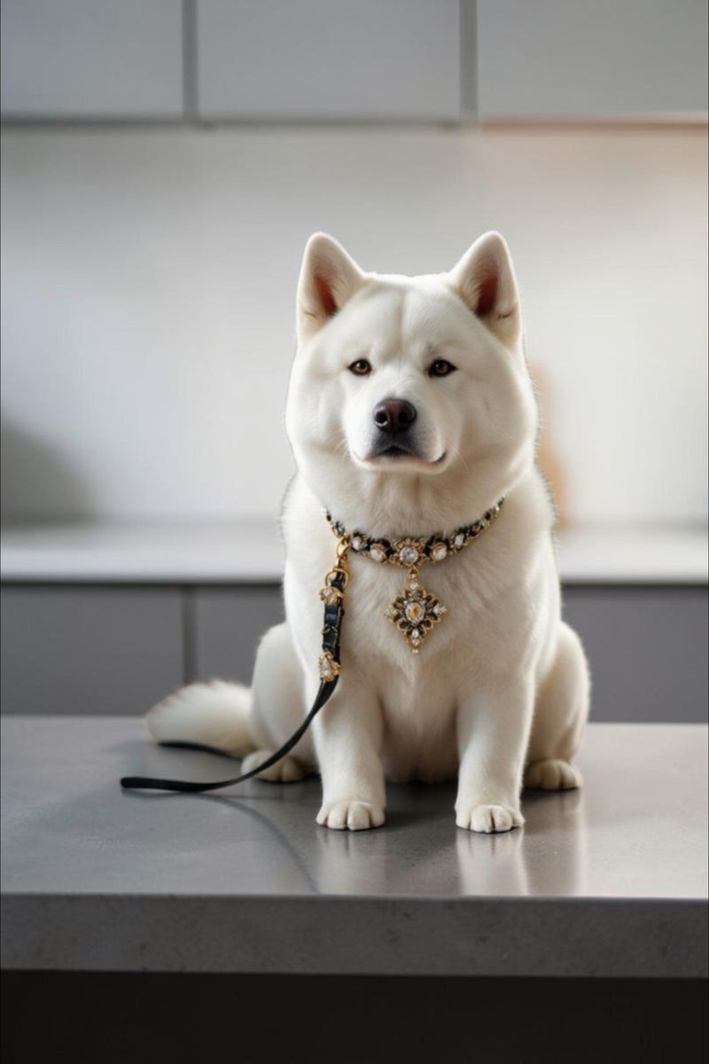 Dog Collars & Leashes