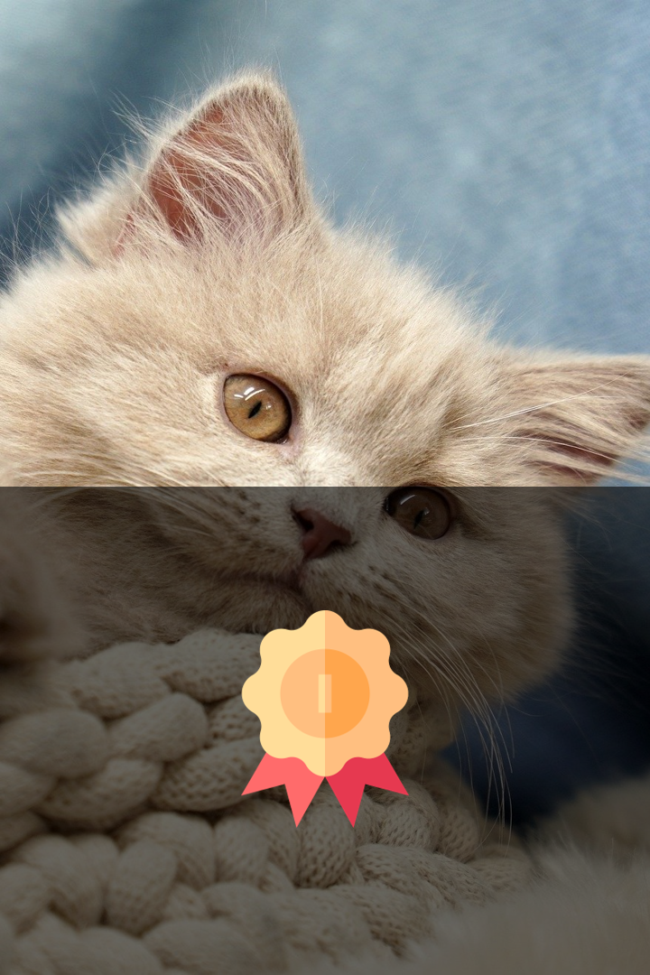 Cat accessories brands