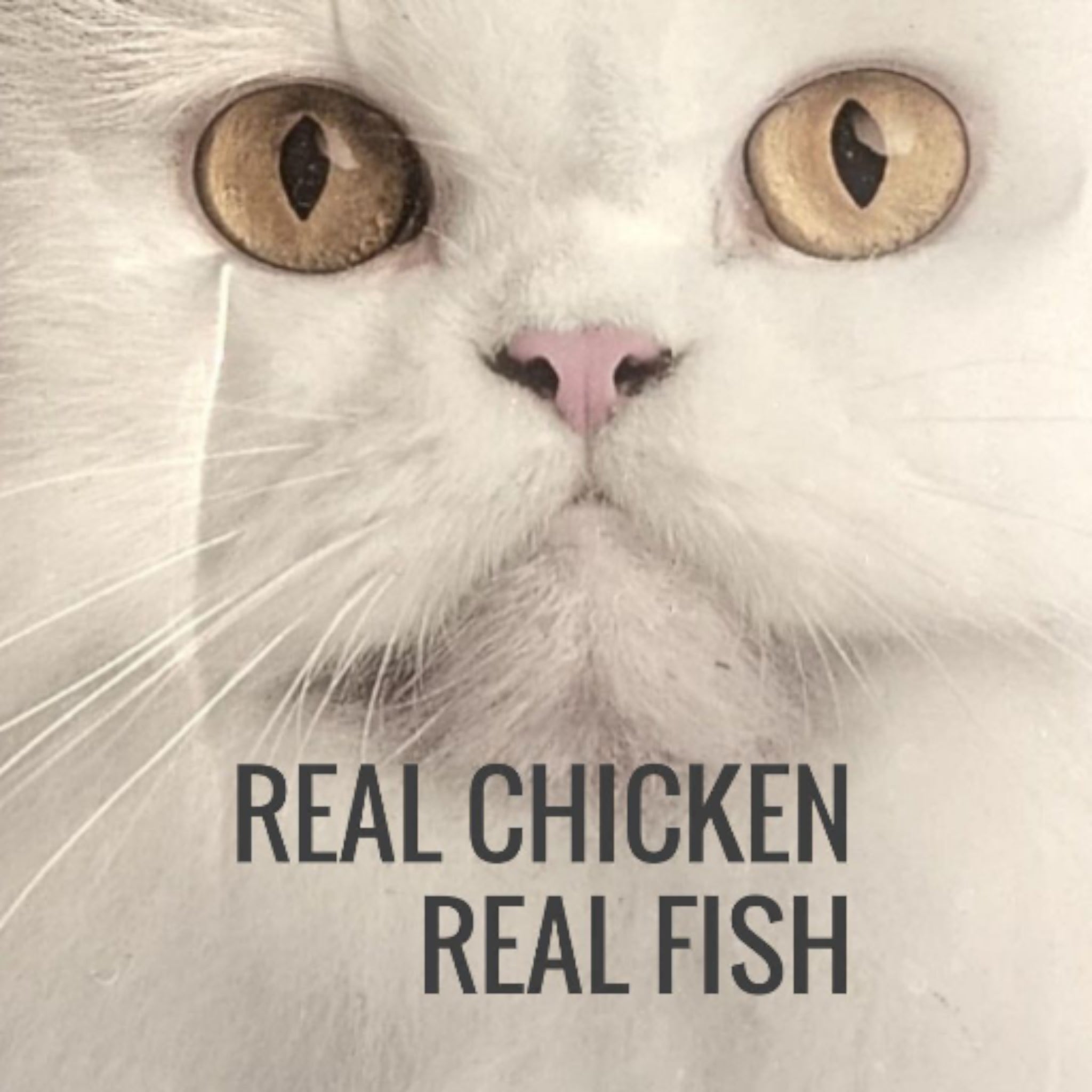 Fluffy Dry Cat Food.